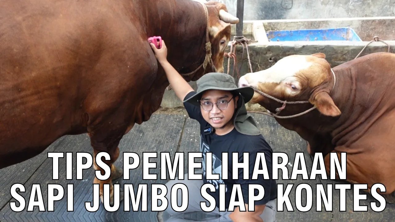 
                                 Tips-Pemeliharaan-Sapi-Jumbo-Siap-Kontes